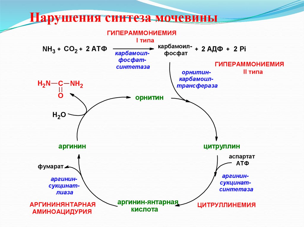 Орнитиновый цикл мочевинообразования биохимия. Синтез мочевины последовательность реакций. Схема обезвреживания аммиака в печени. Схема синтеза мочевины орнитиновый цикл. Орнитиновый цикл реакции