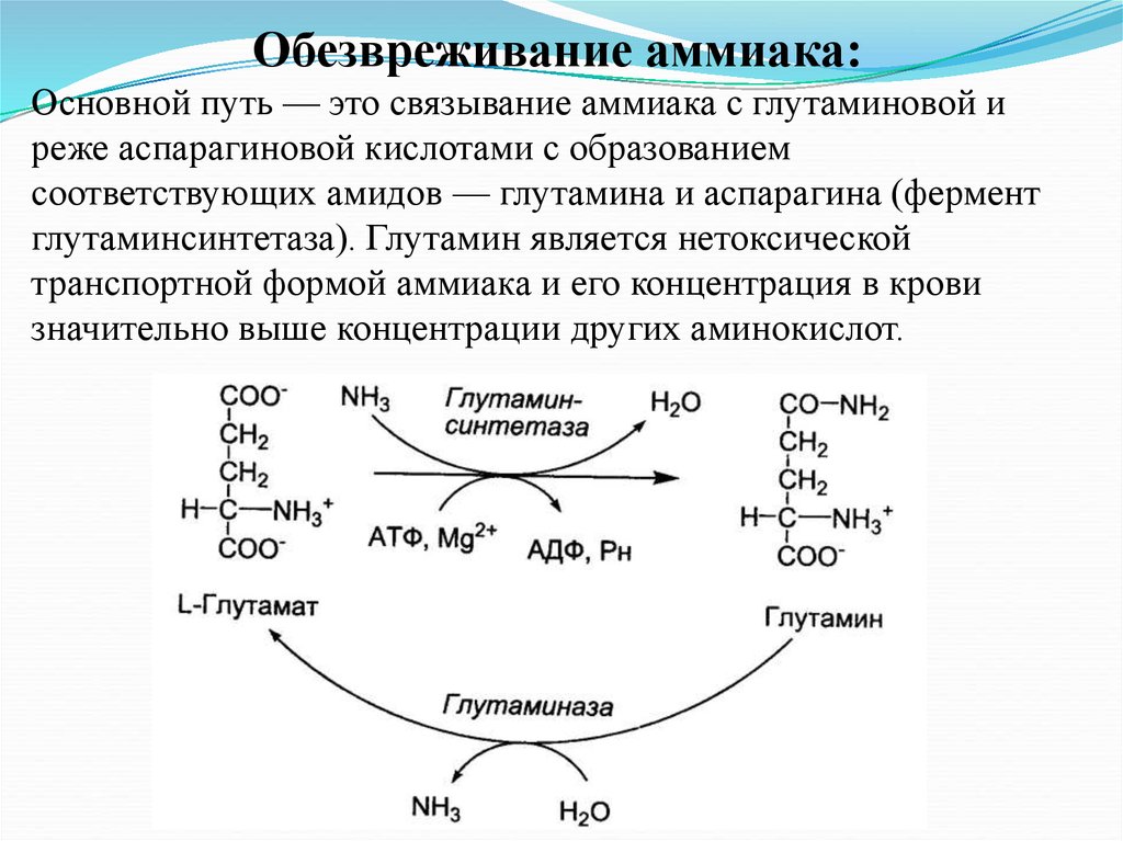 Реферат: Общие пути обмена аминокислот Пути обезвреживания аммиака в организме
