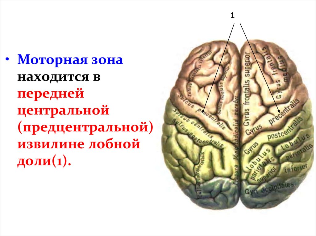 Двигательная зона головного мозга. Прецентральная извилина лобной доли. Передняя Центральная извилина лобной доли анализатор.