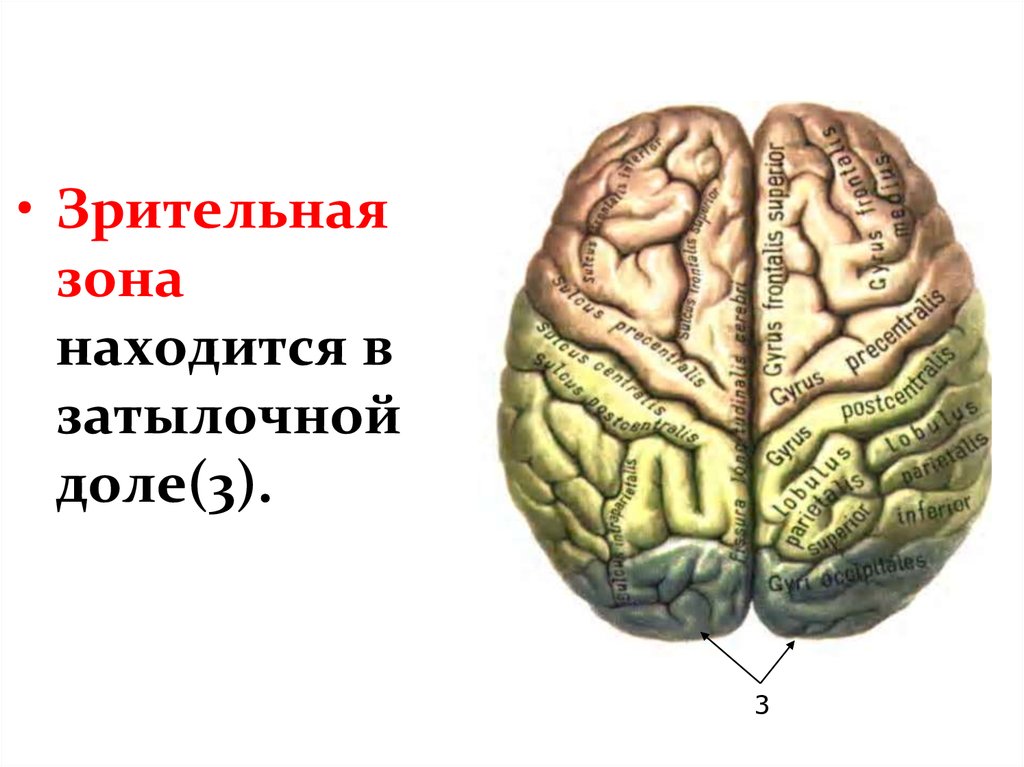 Зона затылочной доли мозга. Зрительная зона мозга. Зрительная зона расположена. Зрительная зона находится в доле. Зрительная зона конечного мозга.