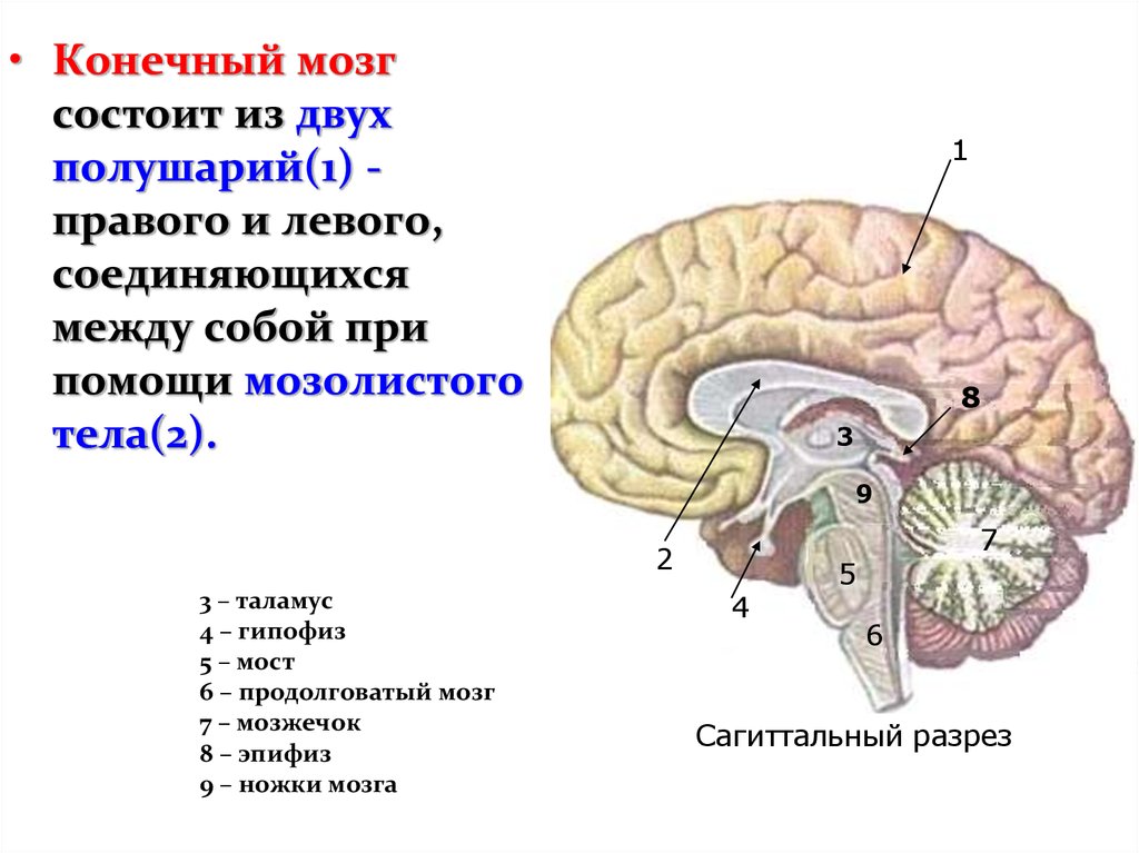 Вопросы по головному мозгу. Строение больших полушарий конечного мозга. Отделы головного мозга конечный мозг. Головной мозг строение конечный мозг. Мозолистое тело конечного мозга функции.