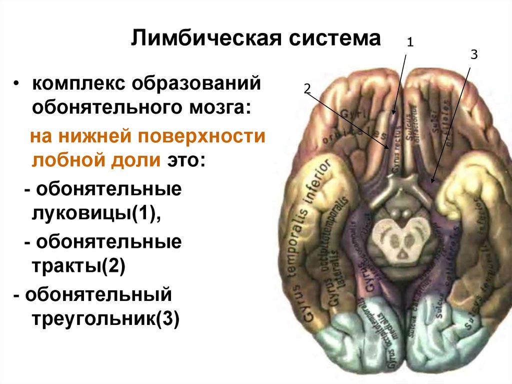 Обонятельные зоны мозга. Обонятельный тракт головного мозга. Обонятельная луковица головного мозга анатомия. Конечный мозг обонятельный мозг. Обонятельная луковица обонятельный тракт обонятельный треугольник.