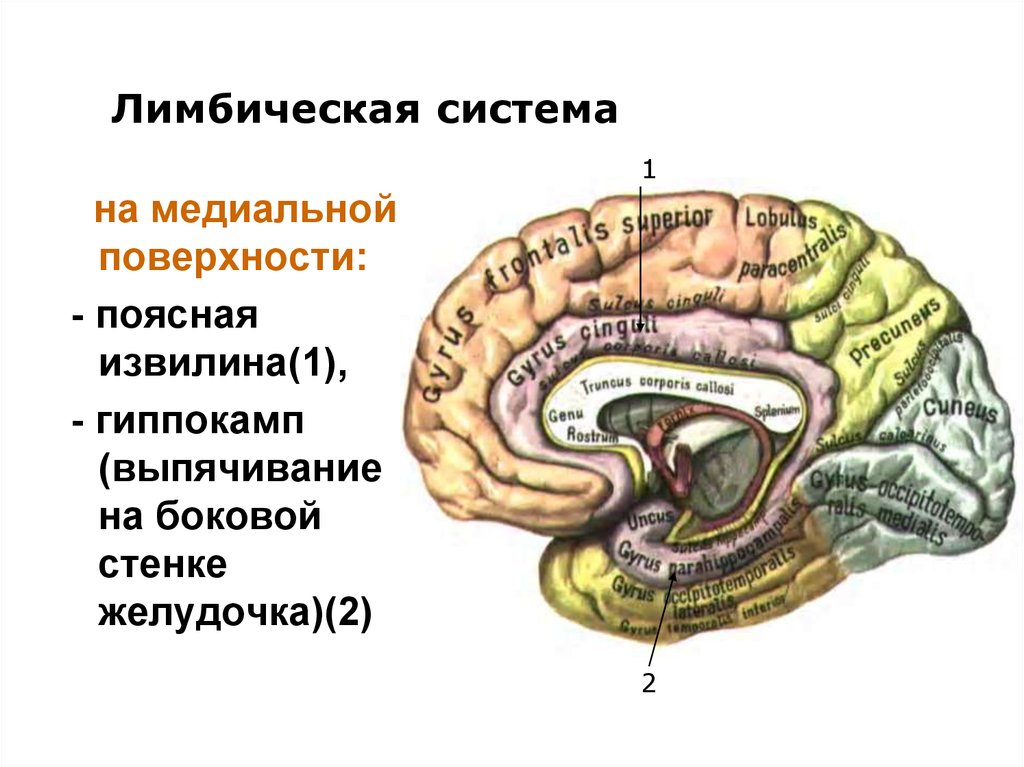 Обонятельные доли мозга. Поясная извилина головного мозга. Лимбическая система поясная извилина.