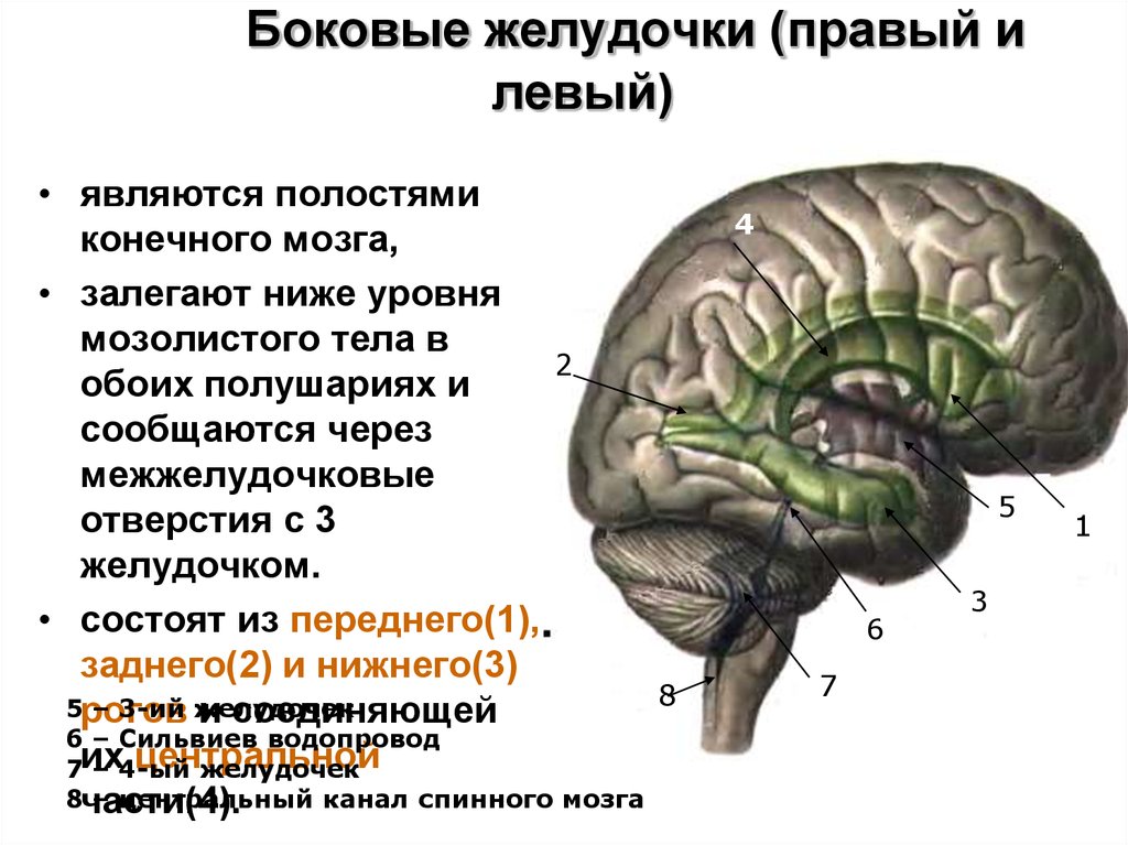 Правый желудочек головного. Конечный мозг желудочки строение. Конечный мозг анатомия боковые желудочки. Строение боковых желудочков головного мозга анатомия. Боковые желудочки головного мозга состоят из лимбической системы.