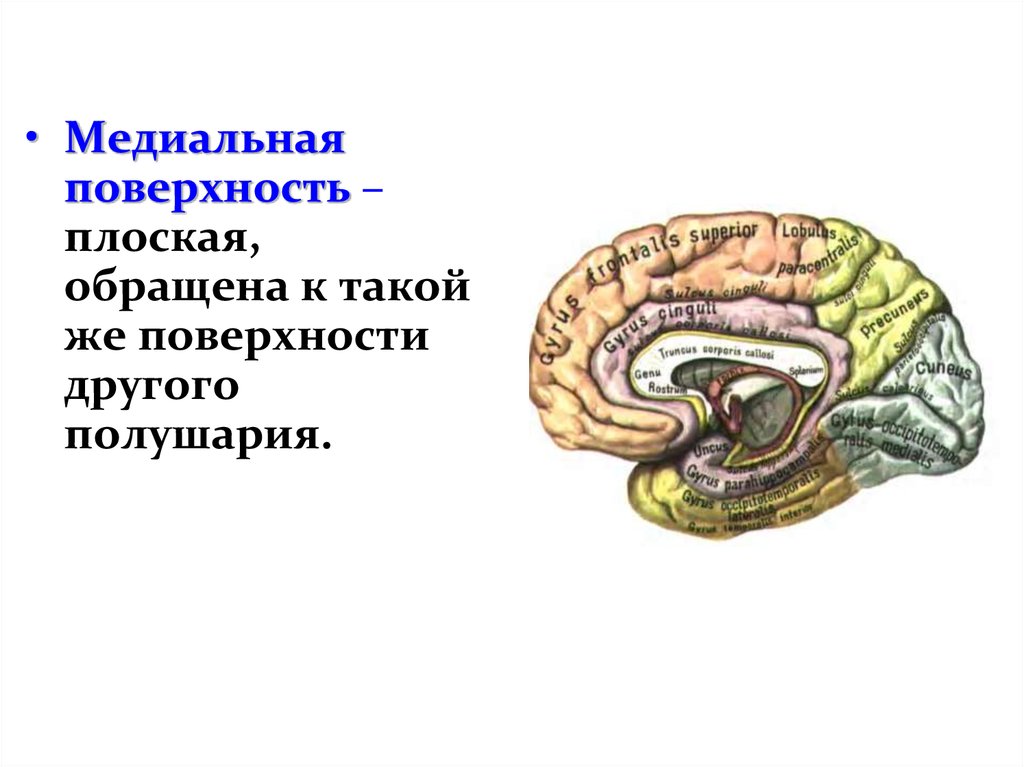 Медиальная поверхность мозга. Медиальная поверхность полушария конечного мозга. Борозды мозга медиальная поверхность. Внутренняя медиальная поверхность головного мозга. Большие полушария медиальная поверхность.