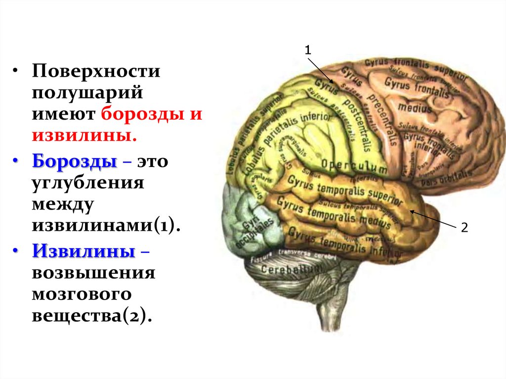 Поверхность головного мозга имеет. Головной мозг анатомия человека борозды и извилины. Извилины височной доли головного мозга. Нижняя височная извилина головного мозга.