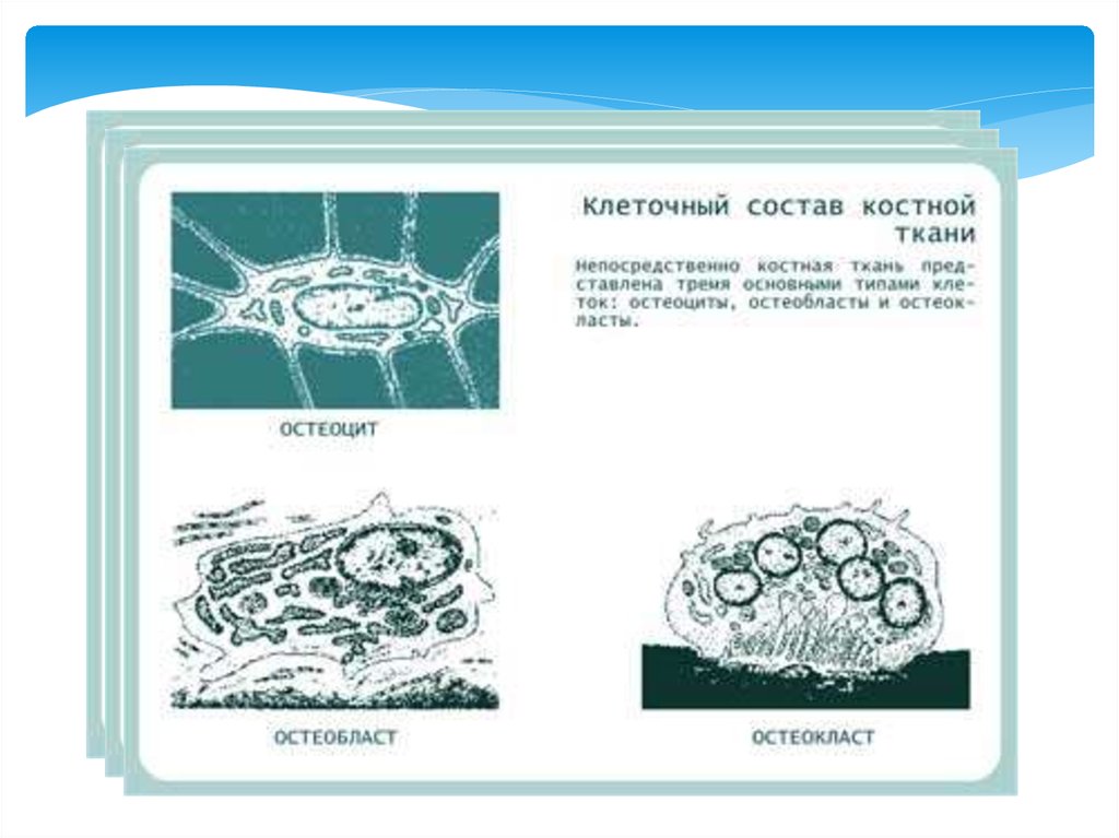 Клетка костной ткани остеоциты