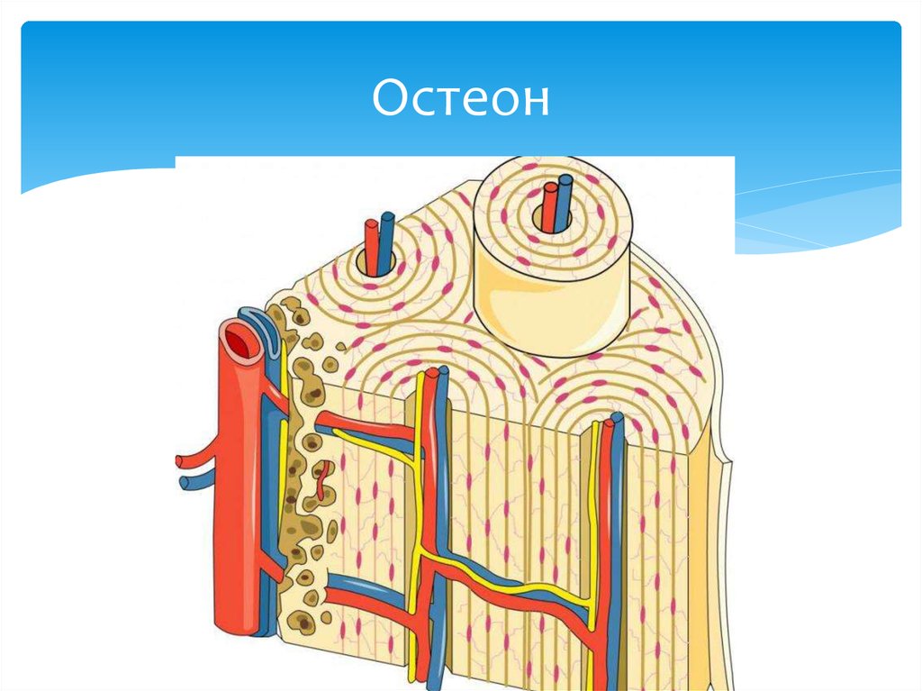 Остеон схема строения