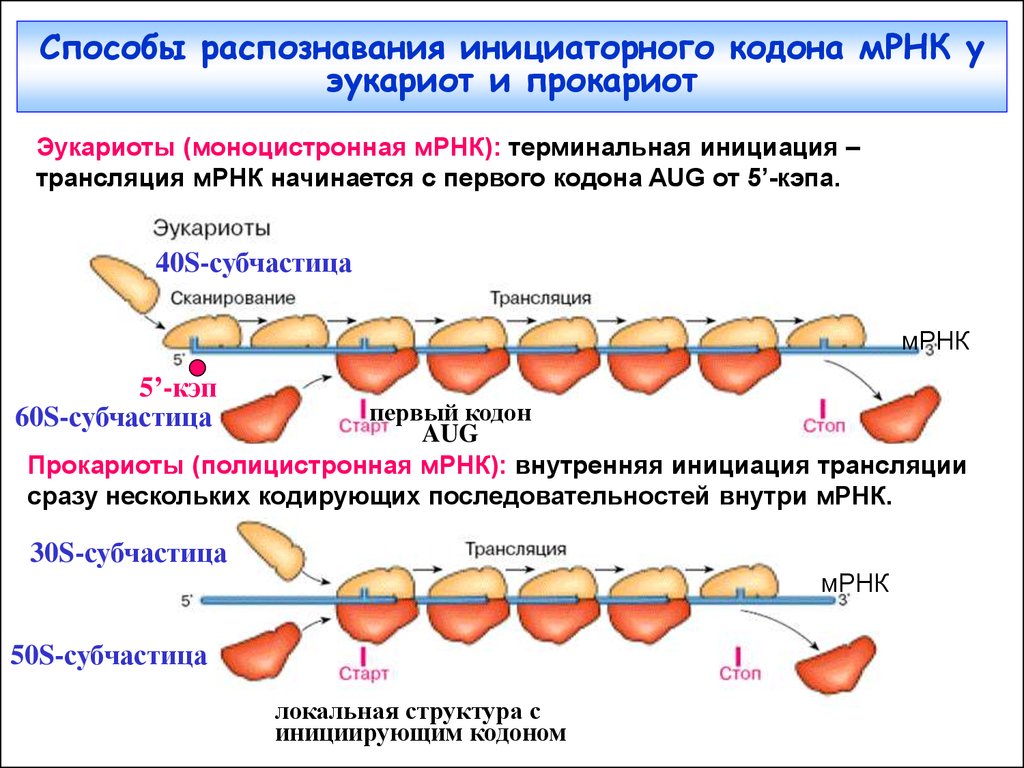 Инициация у прокариот. Моноцистронная МРНК. Структура МРНК прокариот. Инициация трансляции у прокариот. Структура м РНК У эукариот.