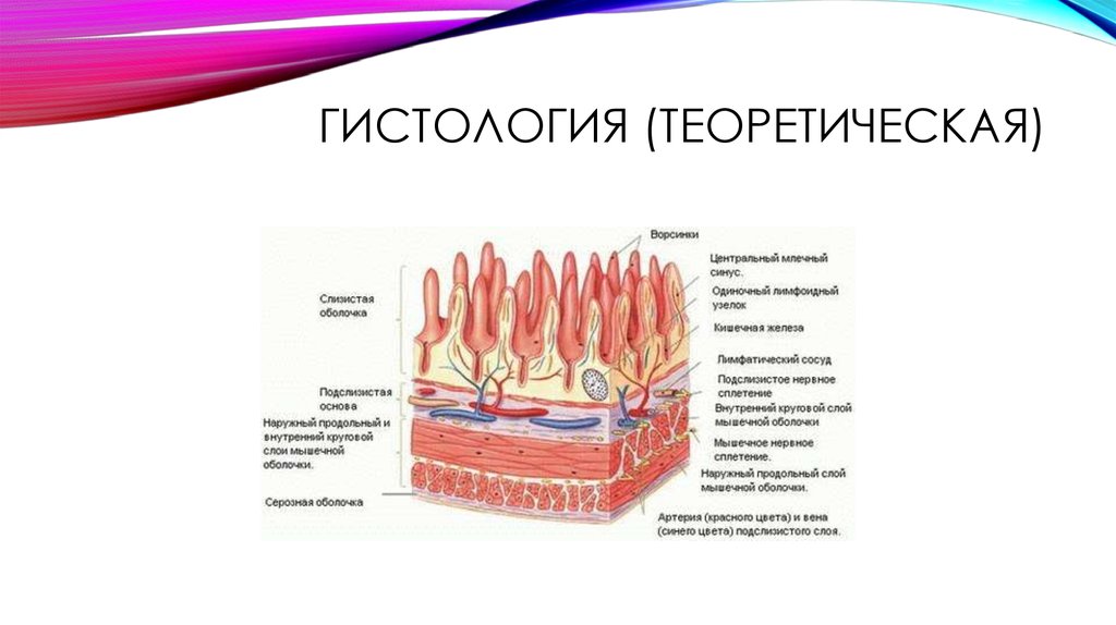 Гистология (теоретическая)