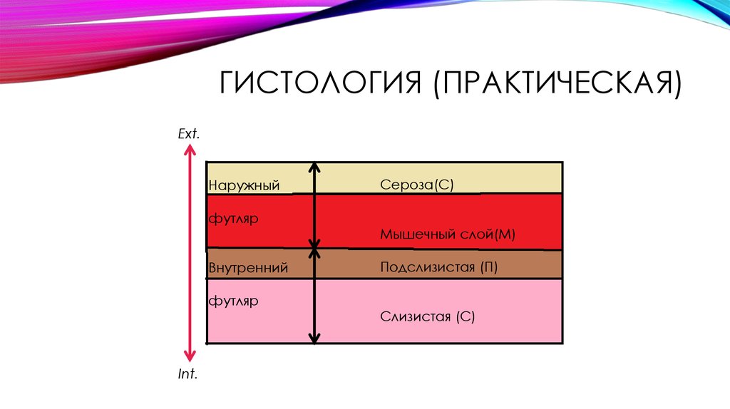 Гистология (практическая)