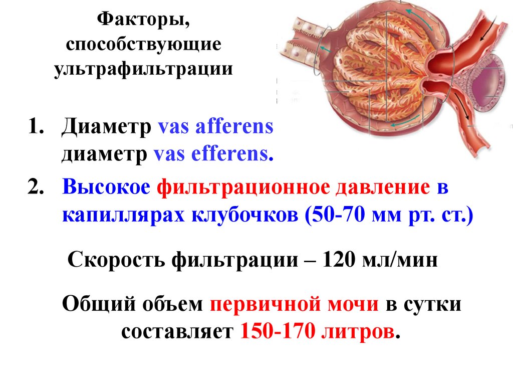 Сколько литров первичной мочи