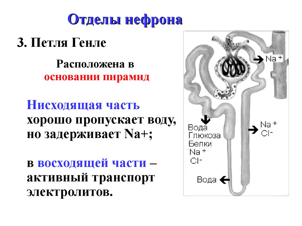 Схема строения нефрона физиология