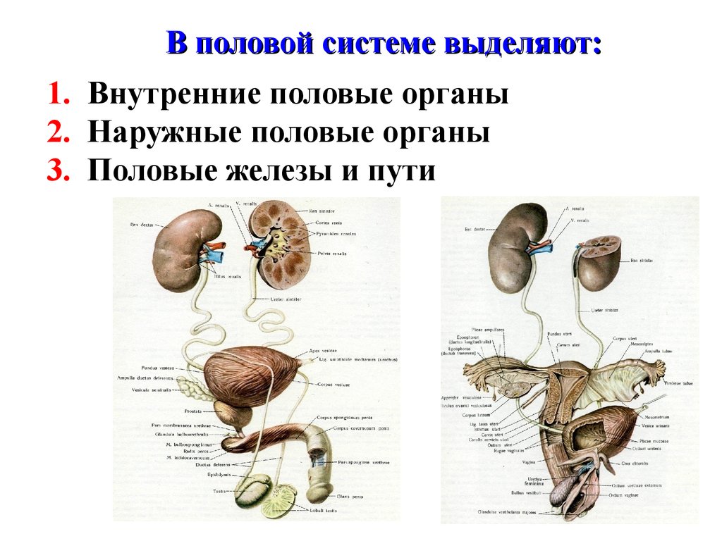 Название органов половой системы