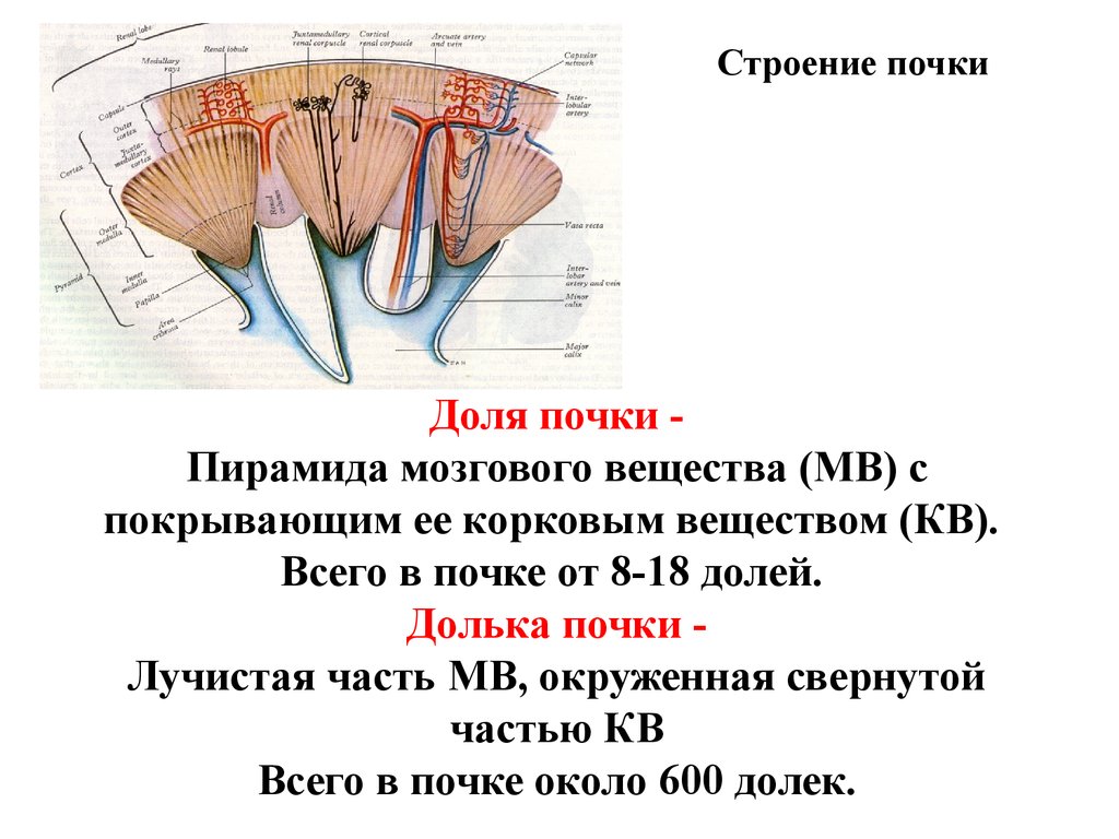 Мозговая почка. Строение почки мозговые лучи. Пирамида мозгового вещества почки. Лучистая и свернутая часть коркового вещества почки. Лучистая часть коркового вещества почки.