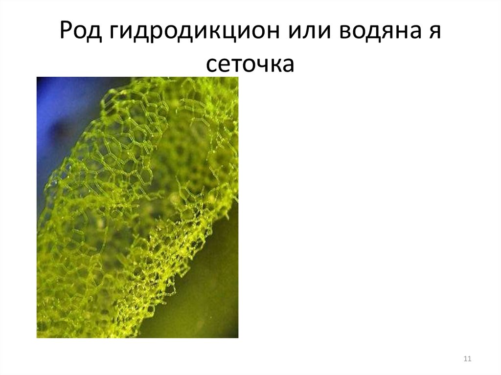 Тело водорослей не имеет органов и тканей. Зелёные водоросли. Род гидродикцион. Сине зеленые водоросли характеристика. Гидродикцион для глаз.