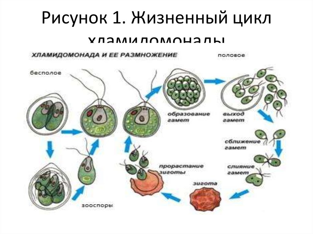 Жизненные стадии водорослей. Жизненный цикл водорослей хламидомонада. Жизненный цикл хламидомонады ЕГЭ. Жизненный цикл хламидомонады рисунок. Жизненный цикл хламидомонады схема.