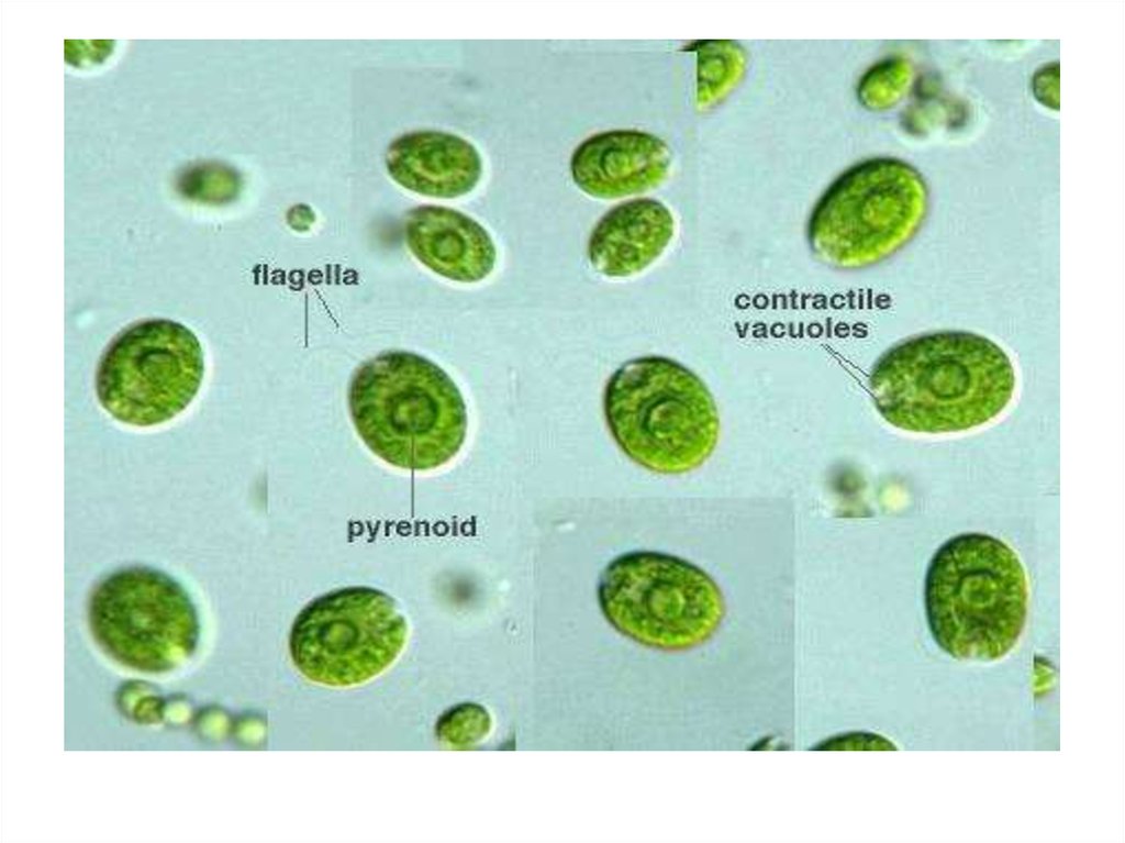 Отдел одноклеточных водорослей. Одноклеточные водоросли. Хламидомонада фото. Хламидомонада под микроскопом. Хламидомонада под микроскопом при большом увеличении.