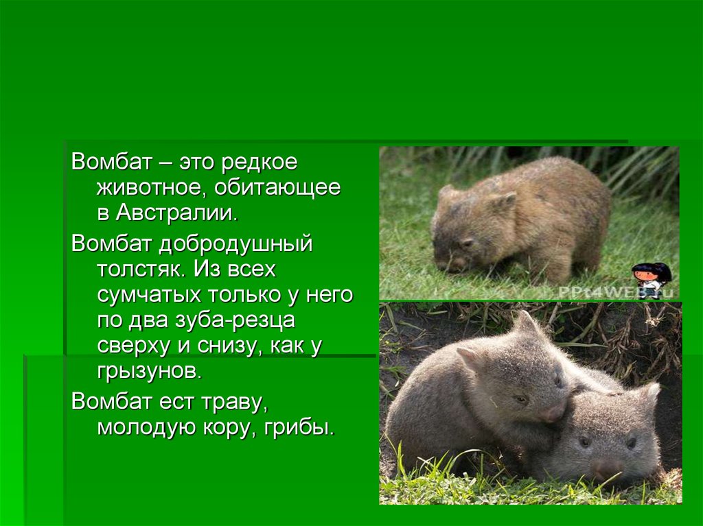 Wombat перевод. Вомбат. Вомбат животное описание. Описание животных Австралии. Животное вомбат сообщение.