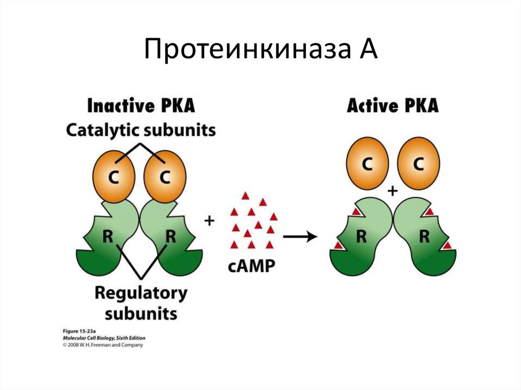 Протеинкиназа а