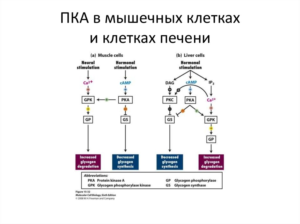 Клеточный механизм