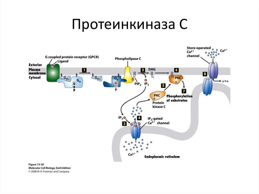 Протеинкиназа а. Протеинкиназа с механизм активации. Строение протеинкиназы. Схема активации протеинкиназы а. Протеинкиназы механизм действия.