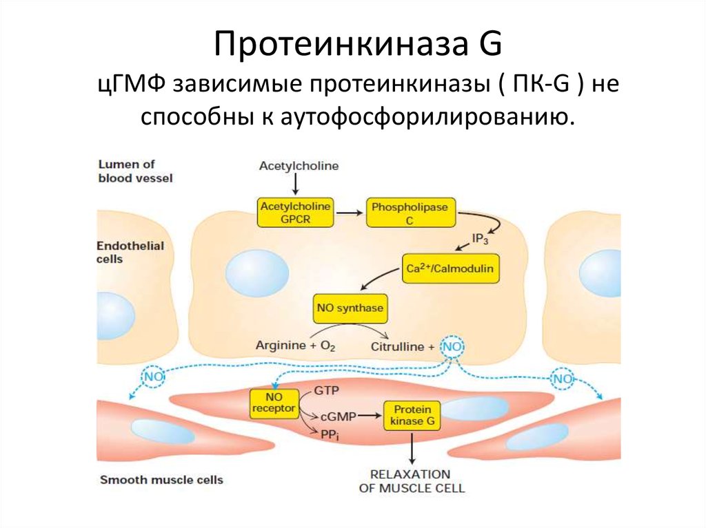 Протеинкиназа а. Строение протеинкиназы. Протеинкиназа а строение. ЦГМФ И протеинкиназа. Протеинкиназа биохимия.