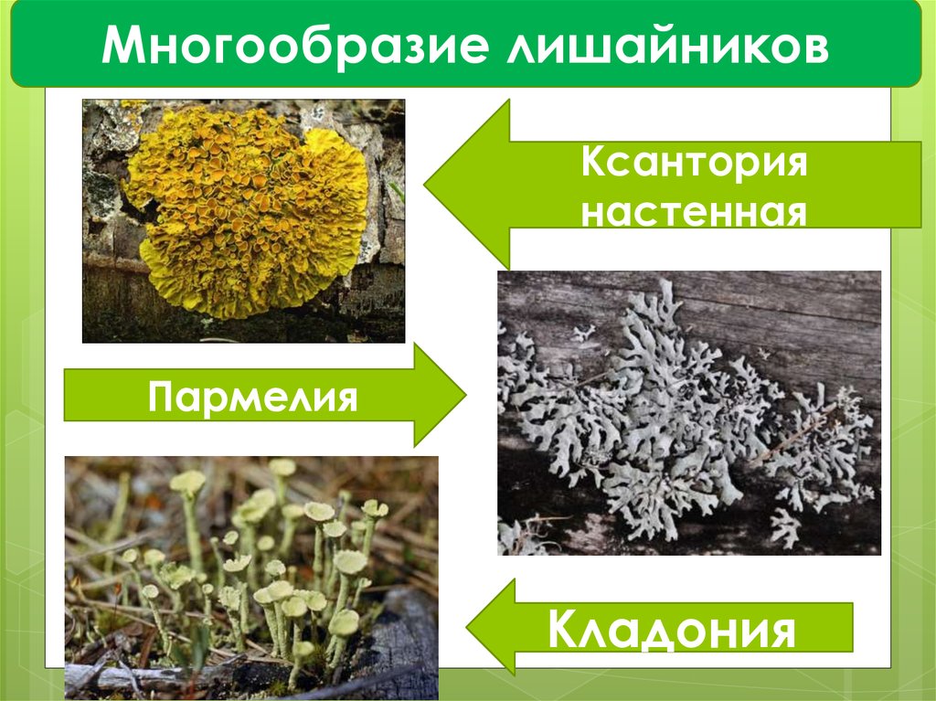 Рассмотрите рисунок какой признак лежит в основе классификации лишайников на указанные группы