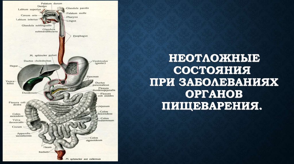 Презентация заболевания пищеварительной системы