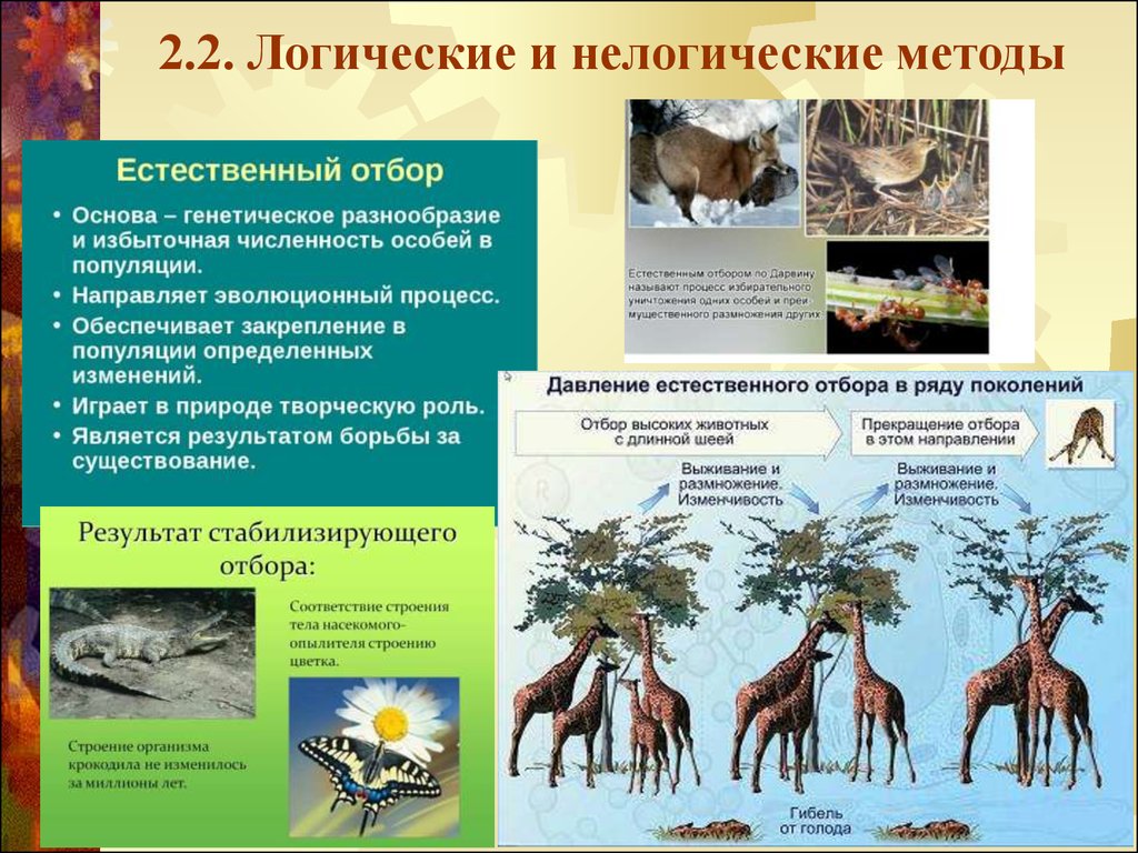 Генетическое разнообразие. Логические и нелогические методы. Нелогические методы исследования. Генетическое разнообразие популяции. Генетическое разнообразие примеры.