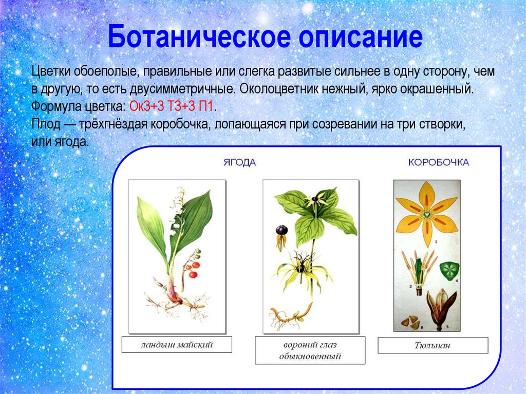 Ботаническое описание. Формула обоеполого цветка. Формула цветка обоеполые цветки. Вороний глаз формула цветка. Вороний глаз диаграмма цветка.