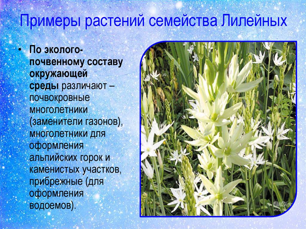 Три примера лилейных. Растения семейства лилейных список. Лилейные многолетние растения. Декоративные Лилейные растения. Лилейные растения примеры растений.