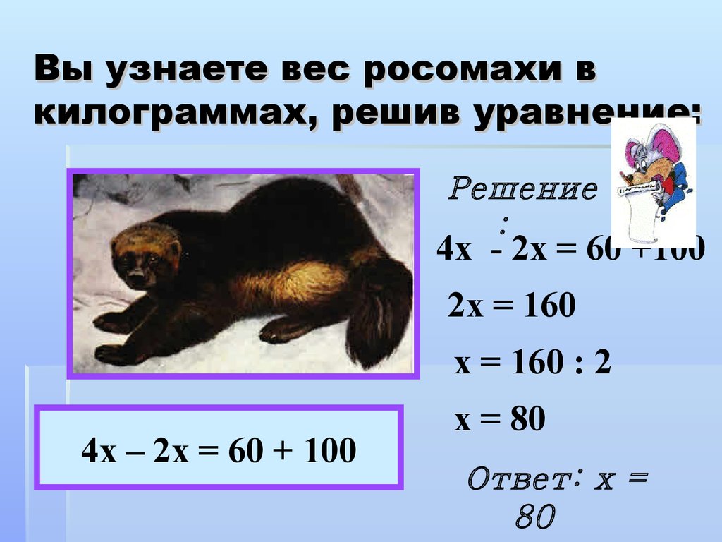 Определить вес сообщения. Росомаха вес. Росомаха Размеры. Росомаха вес животного. Росомаха Размеры и вес.