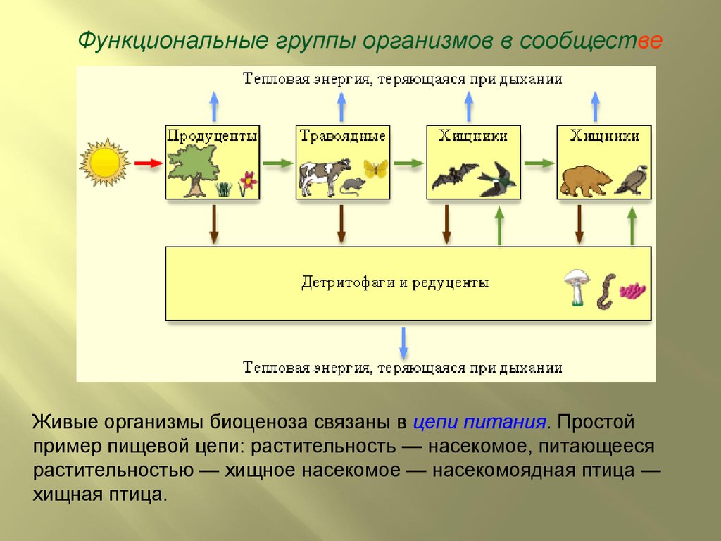 В чем непосредственно участвуют живые организмы. Функциональные группы организмов. Функциональные группы организмов в экосистеме. Функциональные группы экосистемы. Функциональные группы организмов в сообще.