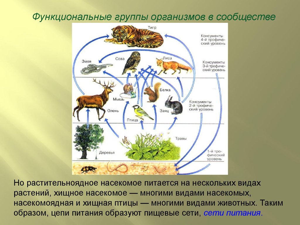 Природные сообщества консументы. Организмы в экосистеме. Группы организмов в экосистеме. Функциональные группы организмов. Функциональные группы экосистемы.