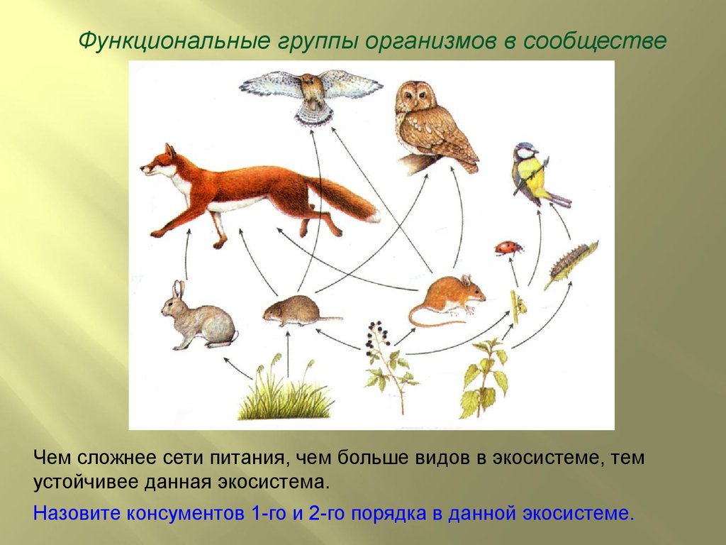 Любая группа организмов. Функциональные группы организмов в сообще. Консументов в экосистеме.. Функциональные группы организмов в экосистеме. Экосистема лес пищевые связи.