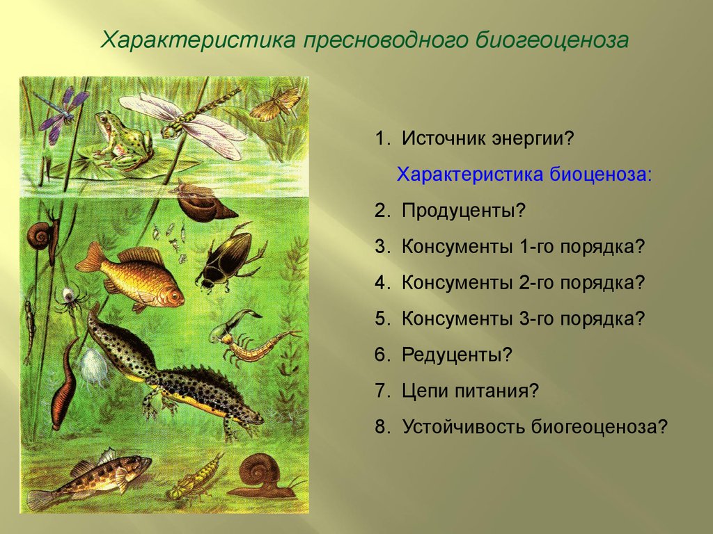 Экосистемой можно считать. Биогеоценоз. Пресноводные экосистемы. Характеристика пресноводного сообщества. Экосистемы для дошкольников.