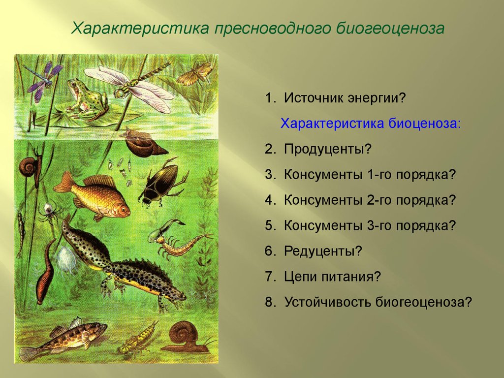 Особенность природной экосистемы. Сообщество живых организмов. Биогеоценоз это. Экосистема. Сообщение про экосистему.