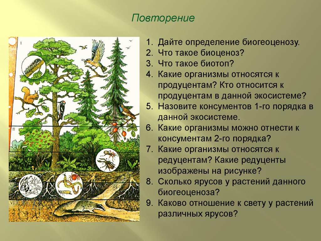Состав елового леса. Ярусность лесного биоценоза. Структура биогеоценоза и экосистемы. Структура биоценоза экосистемы. Устойчивость биоценоза.