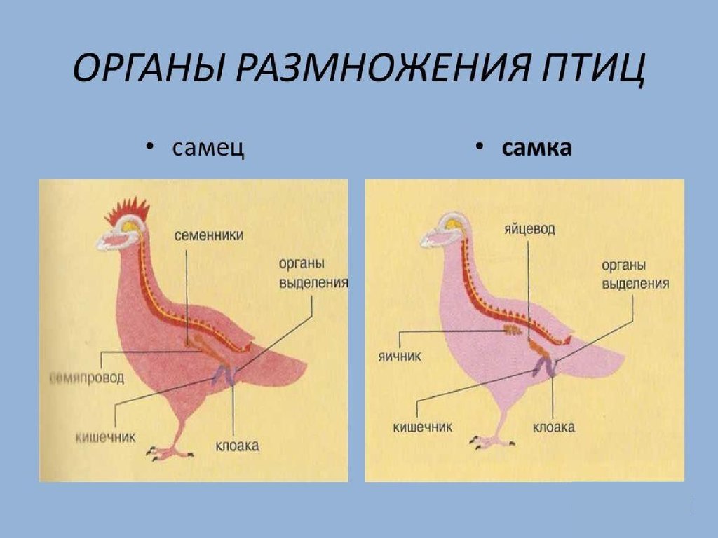 Спаривание куриц. Репродуктивная система птиц схема. Как размножаются курицы. Как происходит размножение у птиц.