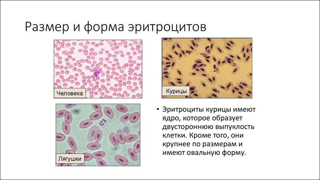 Сравнение эритроцитов человека и лягушки. Строение эритроцитов у позвоночных животных. Эритроциты человека и лягушки. Форма ядра эритроцита лягушки. Форма эритроцитов лягушки.