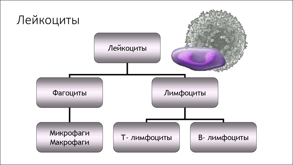 Обозначьте на рисунке виды лейкоцитов дайте их характеристику