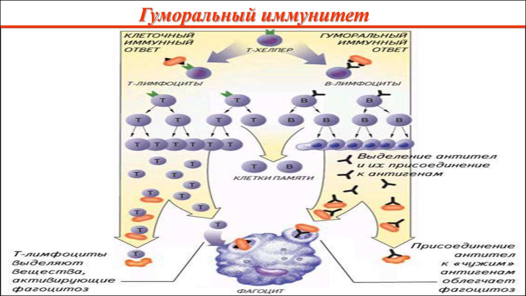 Тесты иммунный ответ. Гуморальный адаптивный иммунитет у животных. Адаптивный иммунный ответ. Внутренняя среда организма. Иммунитет плата с информацией.