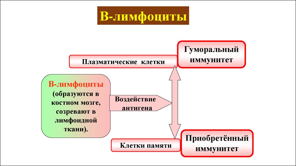 Лимфоциты какой иммунитет