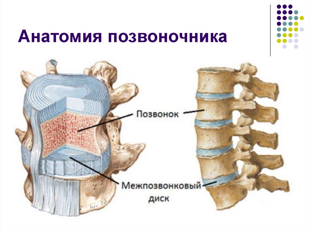 Анатомия позвоночника человека в картинках всех отделов