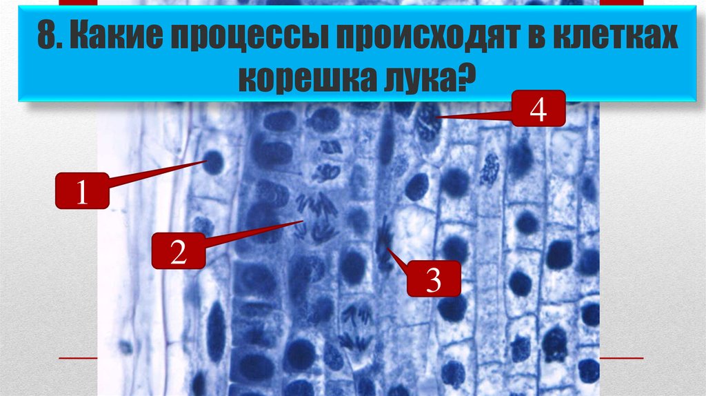 Лабораторная работа наблюдение митоза в клетках кончика