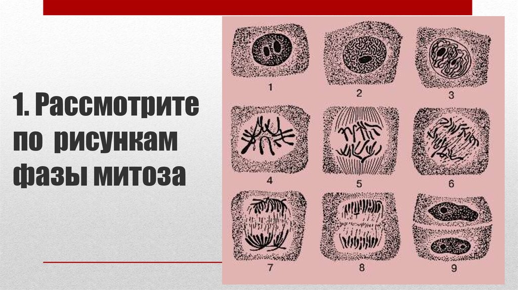 Рассмотреть рисунок деление клетки. Фазы митоза в клетках корешка лука. Этапы митоза в корешке лука. Фазы митоза клетки луковицы. Стадии митоза в корешке лука.