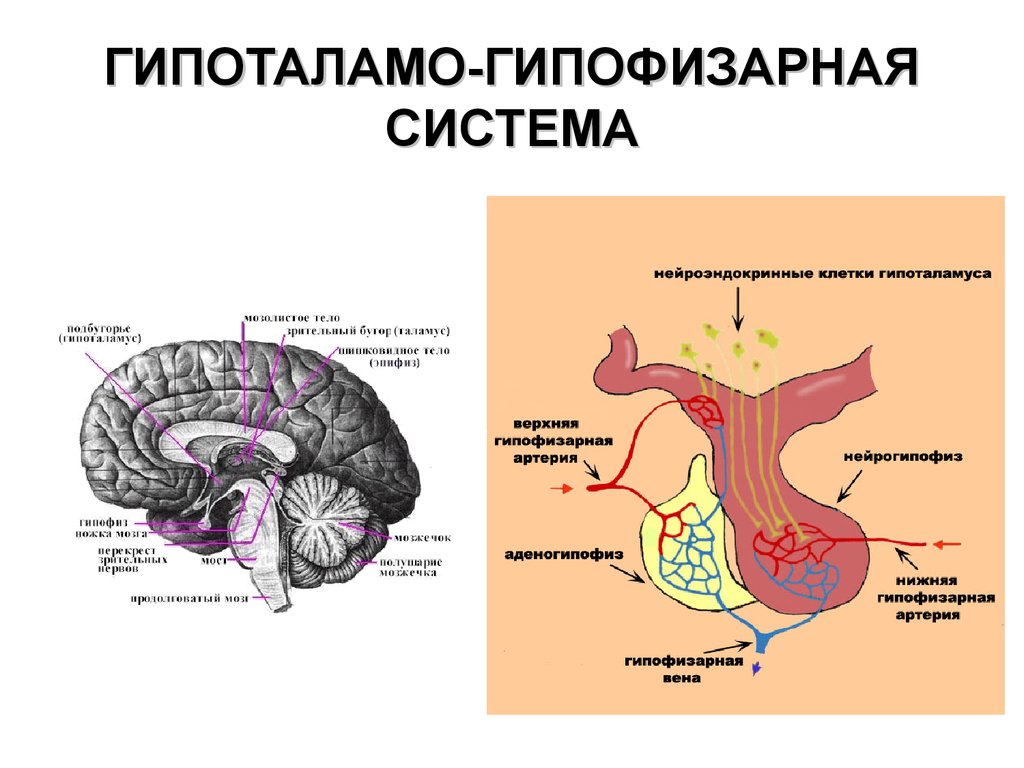 Гормоны гипофиза и гипоталамуса схема