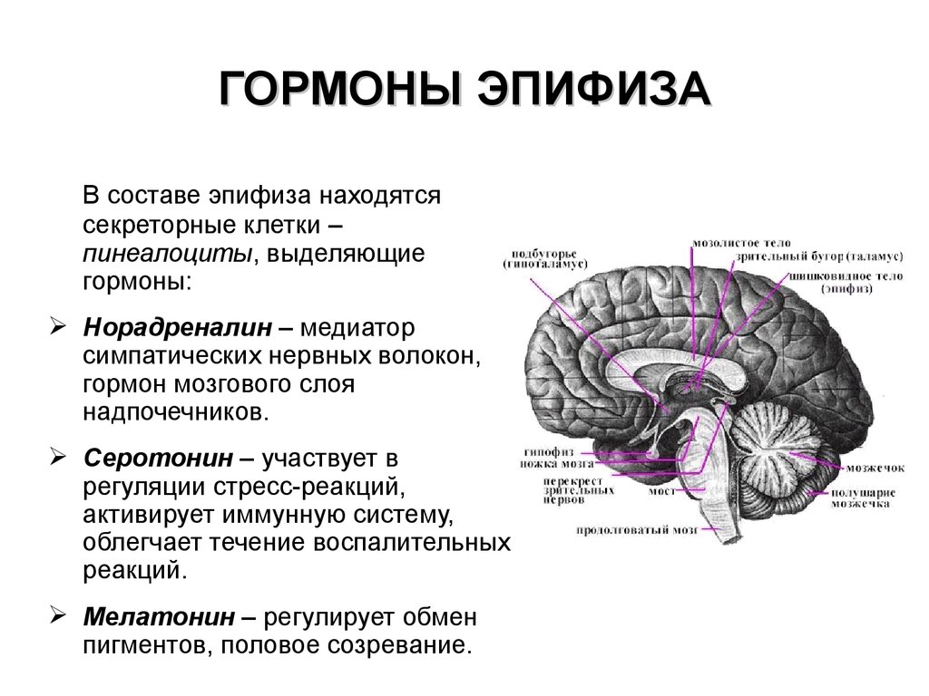 Гипофиз свойства