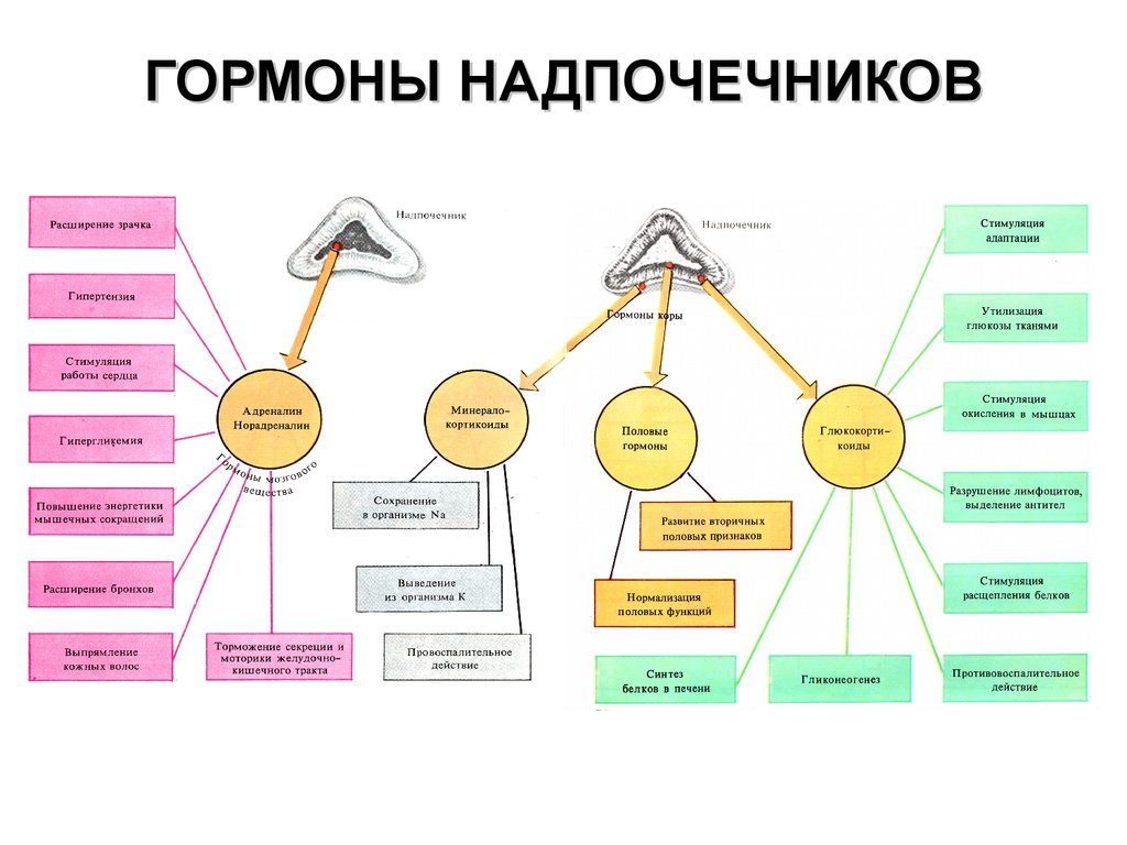 Схема гормонов надпочечников